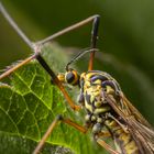 Schnakenportrait