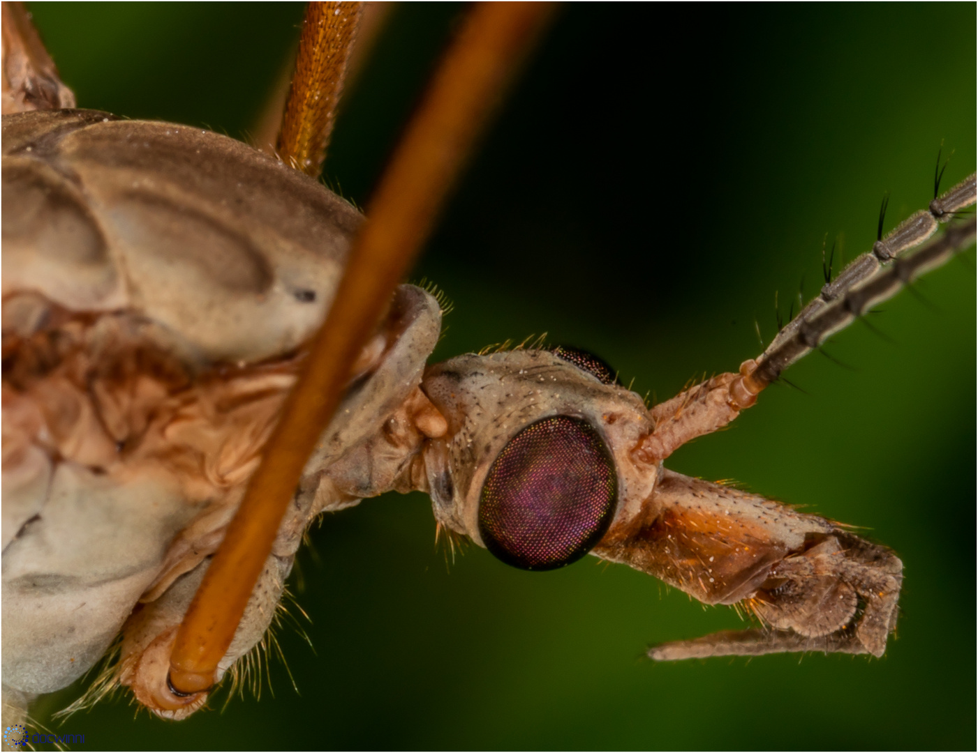 Schnakenportrait