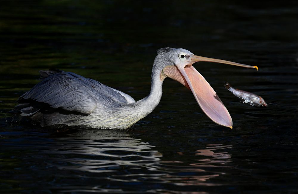 schnapp Foto & Bild tiere, zoo, wildpark & falknerei, vögel Bilder