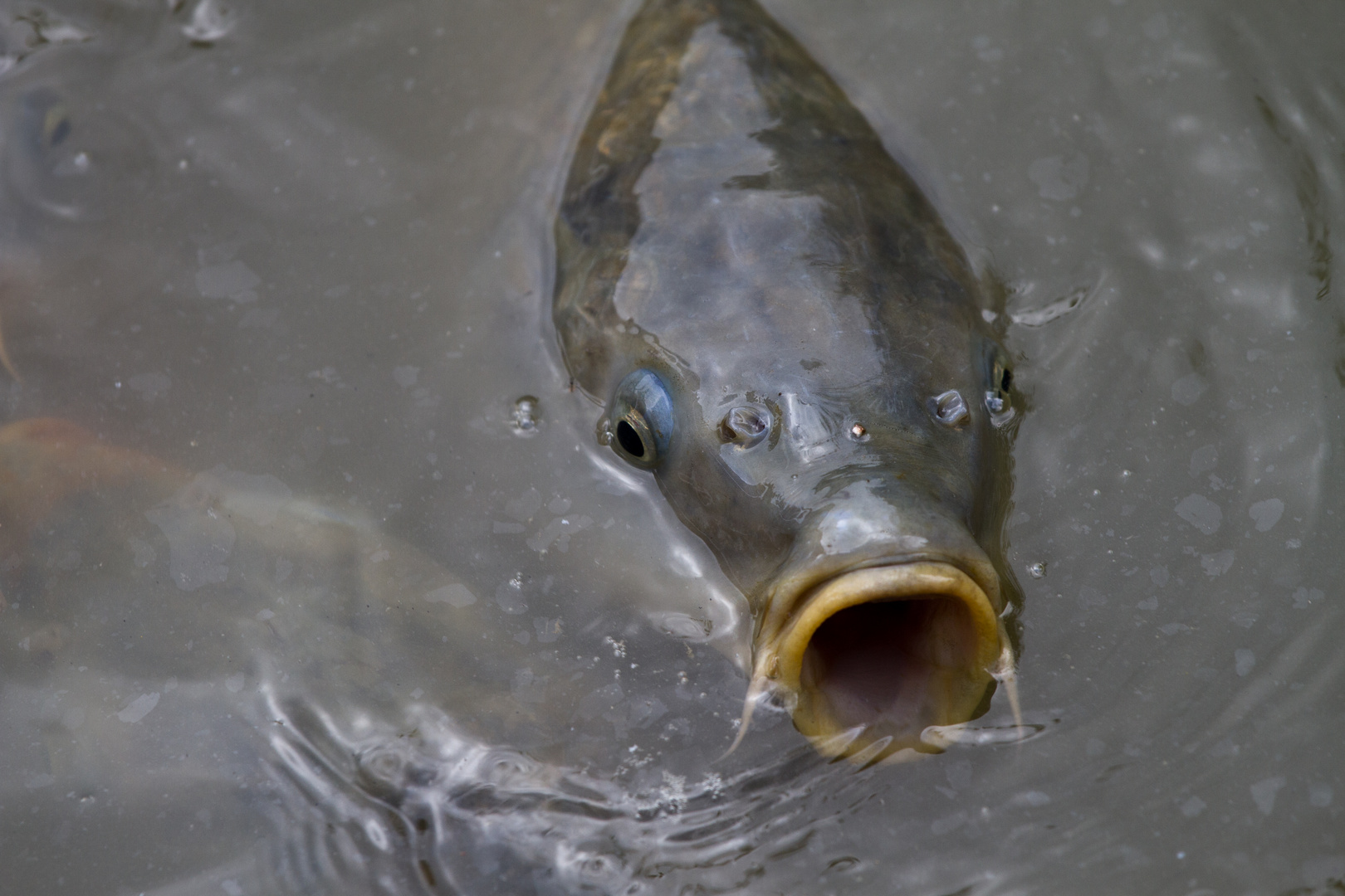 Schnapp Foto & Bild tiere, wildlife, fische Bilder auf