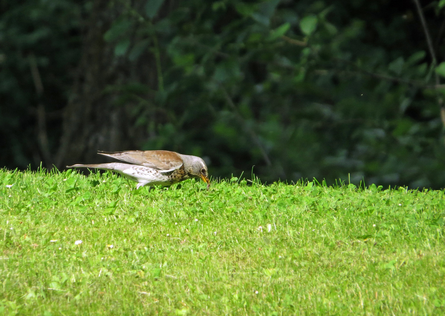 Schnapp den Wurm