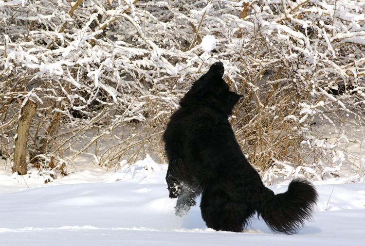 Schnapp dir den Schneeball