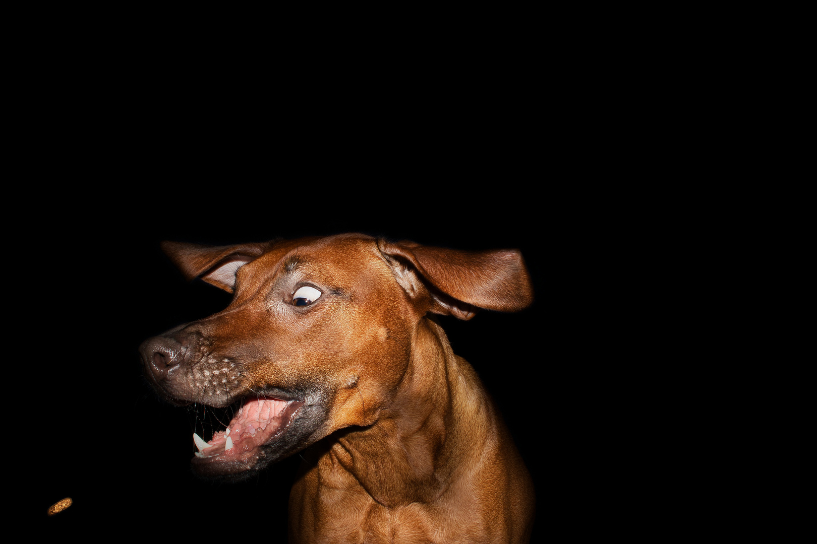 Schnapp-Fotos unserer Wauzis