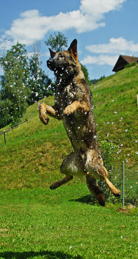 Schnappen nach Wassertropfen..