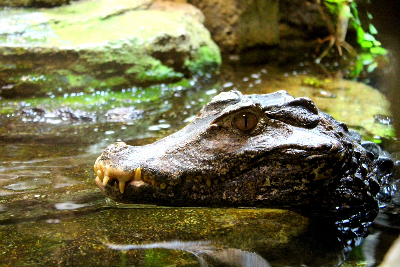 Schnappi das kleine Krokodil