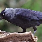 Schnappi  die Dohle  (Corvus monedula )