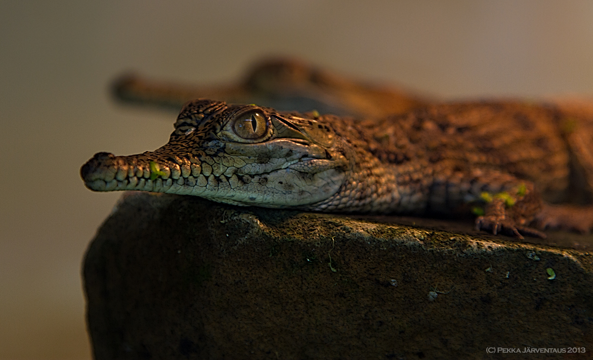 Schnappi, Frankfurt zoo