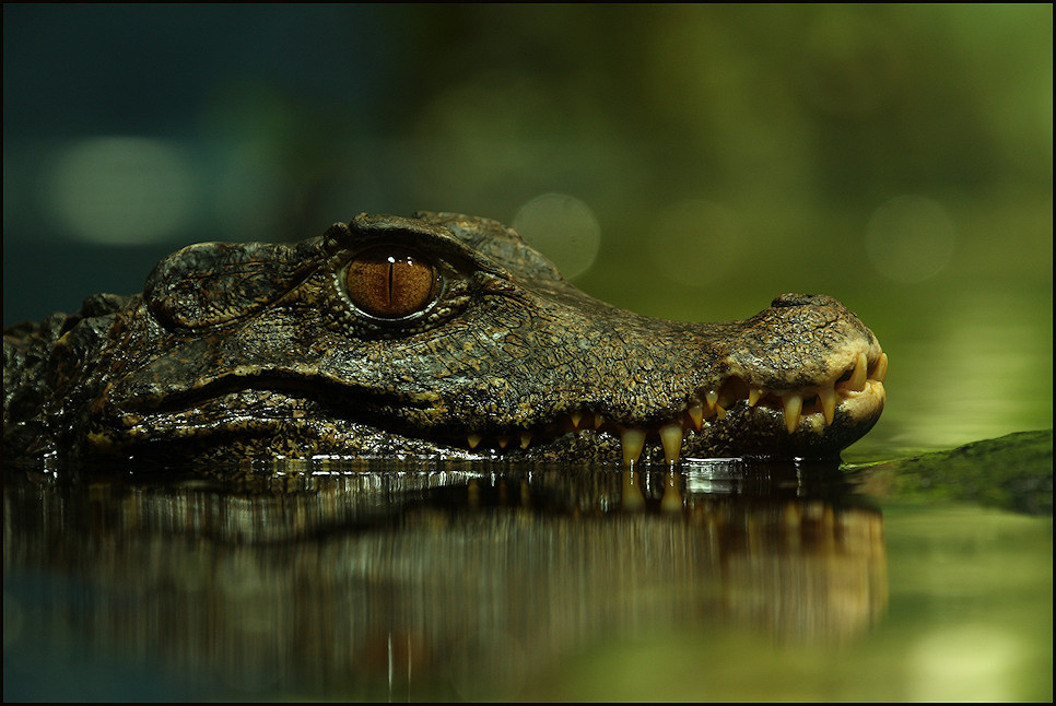 Schnappi ( Tierpark Bochum )