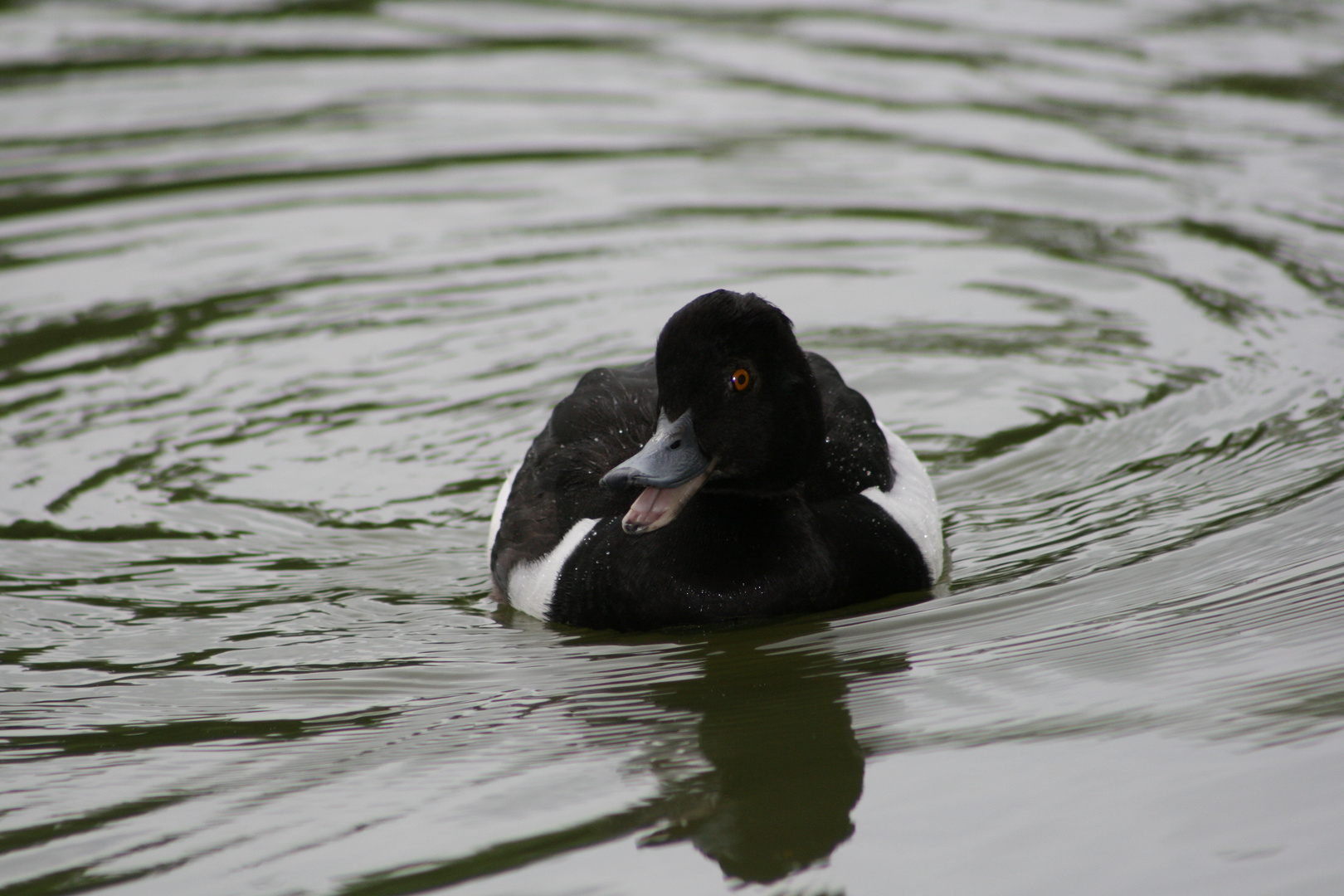 Schnappie die kleine süße Ente