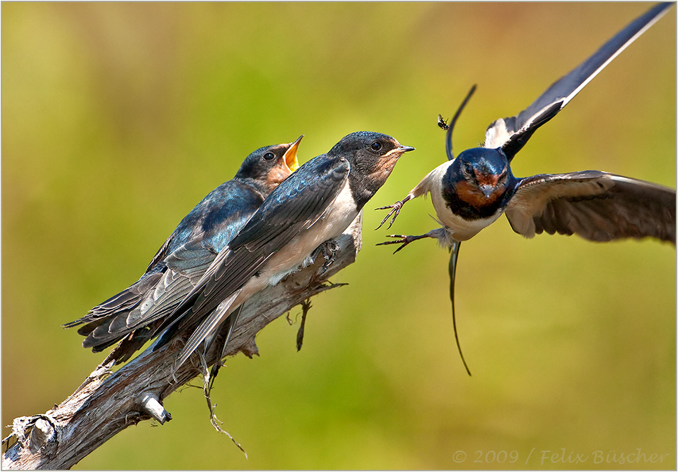 Schnappppp - Fliege weg!