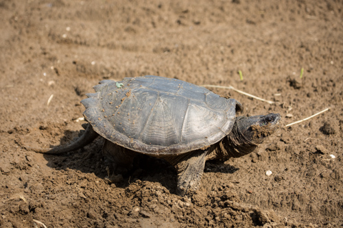 Schnappschildkröte.....