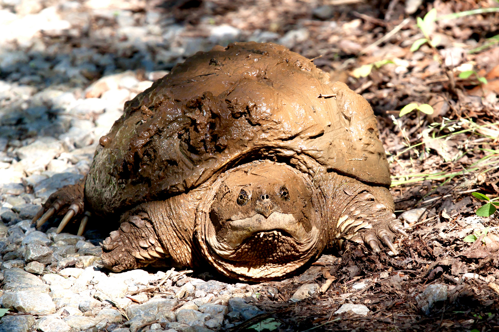 Schnappschildkröte