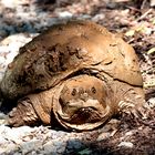 Schnappschildkröte