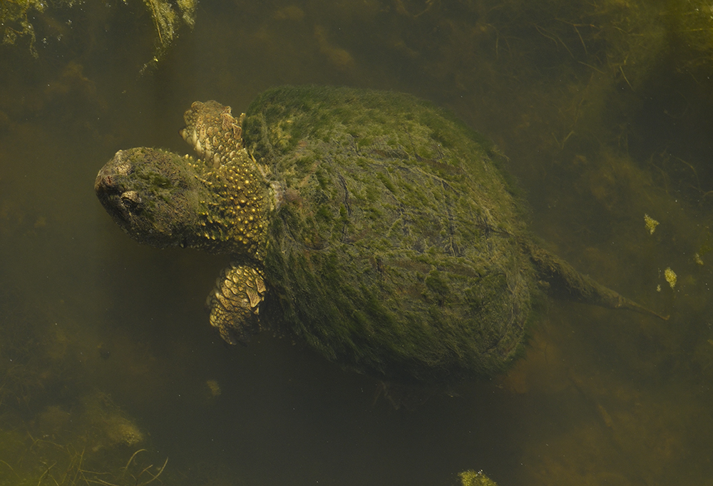 Schnappschildkröte