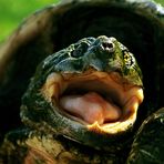 Schnappschildkröte--- Achtung Finger!