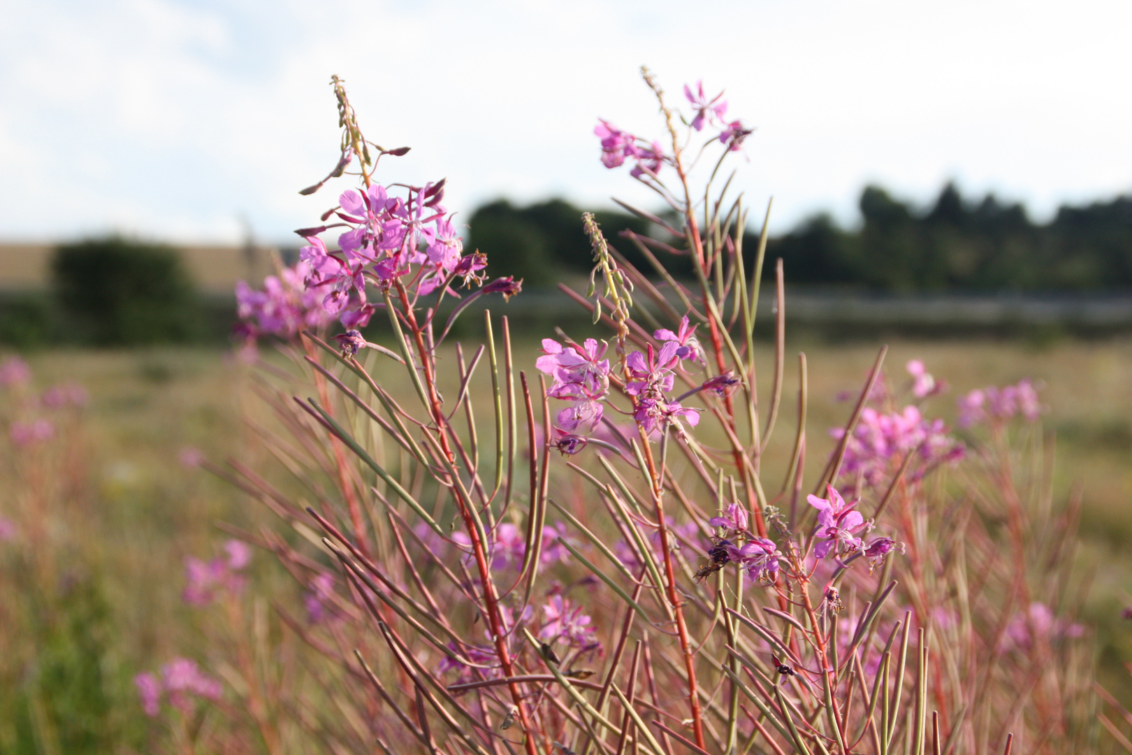 Schnappschuß am Aartalsee im Lahn-Dill Kreis