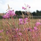 Schnappschuß am Aartalsee im Lahn-Dill Kreis