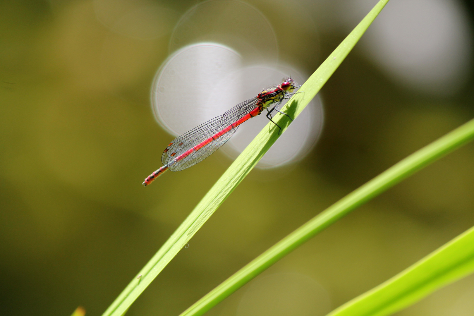 Schnappschuss am Gartenteich