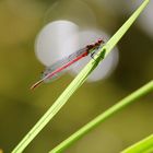 Schnappschuss am Gartenteich