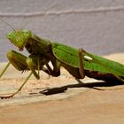 Schnappschuss auf der Terrasse