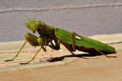 Schnappschuss auf der Terrasse