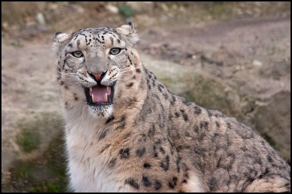 Schnappschuss aus dem Dresdner Zoo ...