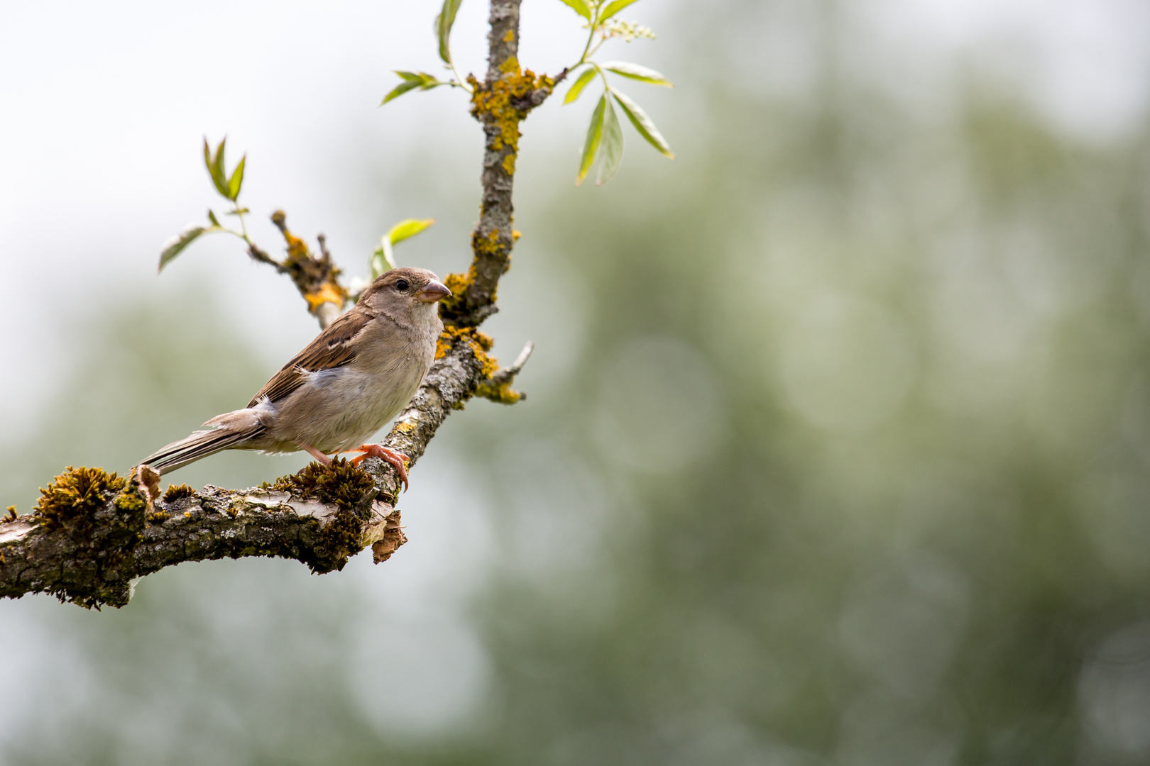 Schnappschuss aus dem Garten