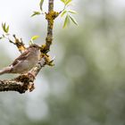 Schnappschuss aus dem Garten