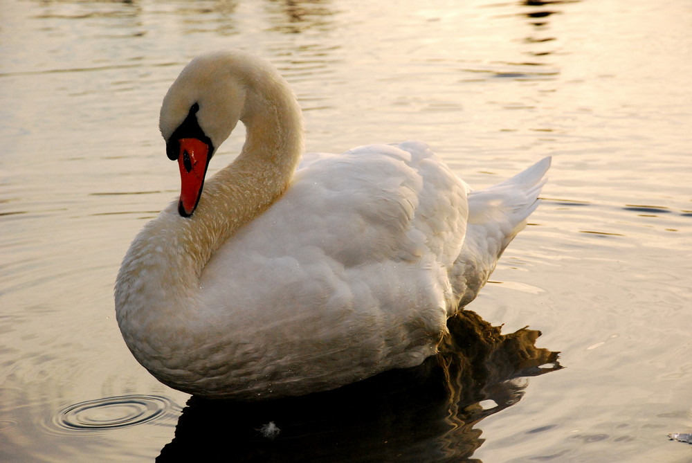 Schnappschuss beim abendspaziergang