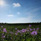 Schnappschuss beim Spaziergang