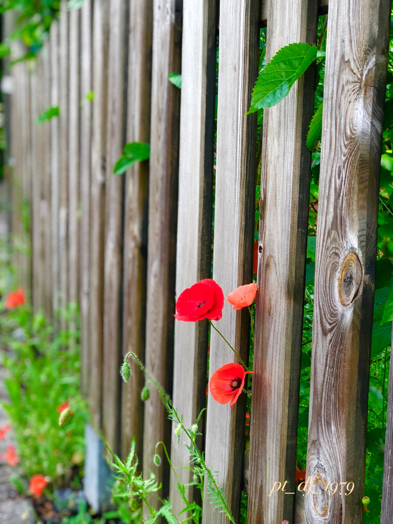 Schnappschuss beim Spaziergang