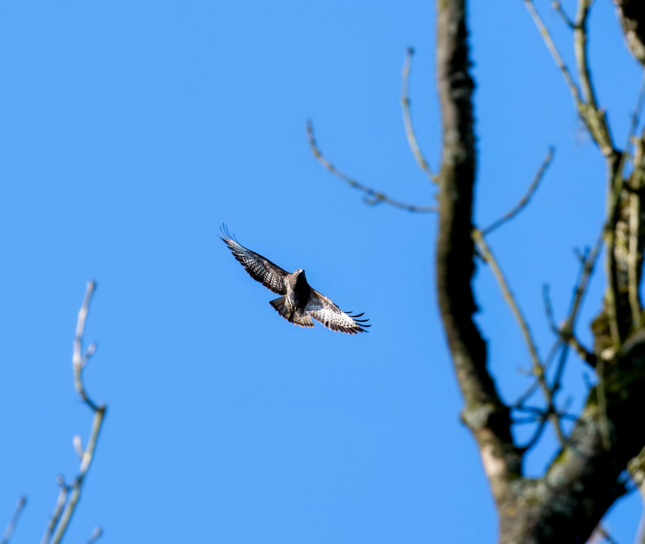 Schnappschuss - Bussard 