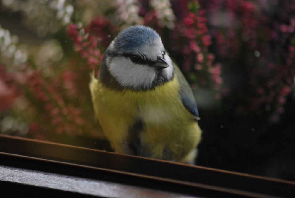 Schnappschuss durch das Küchenfenster