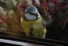 Schnappschuss durch das Küchenfenster