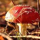 Schnappschuss einer der "Wald-Fototouren"