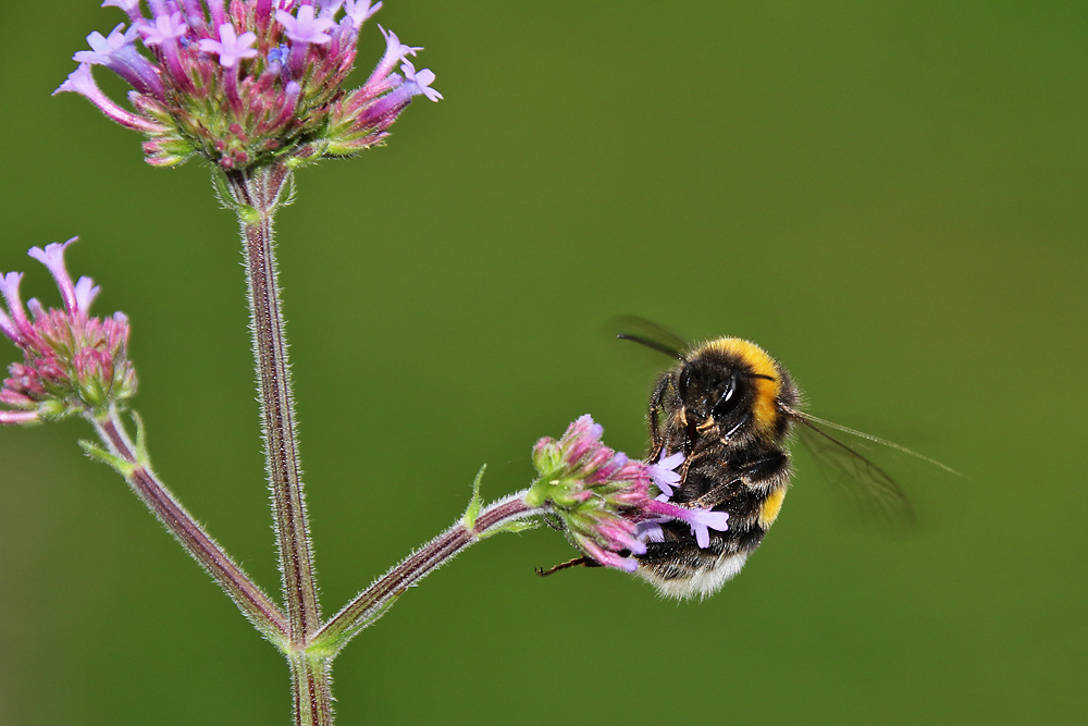 Schnappschuss einer Hummel am Eisenkraut