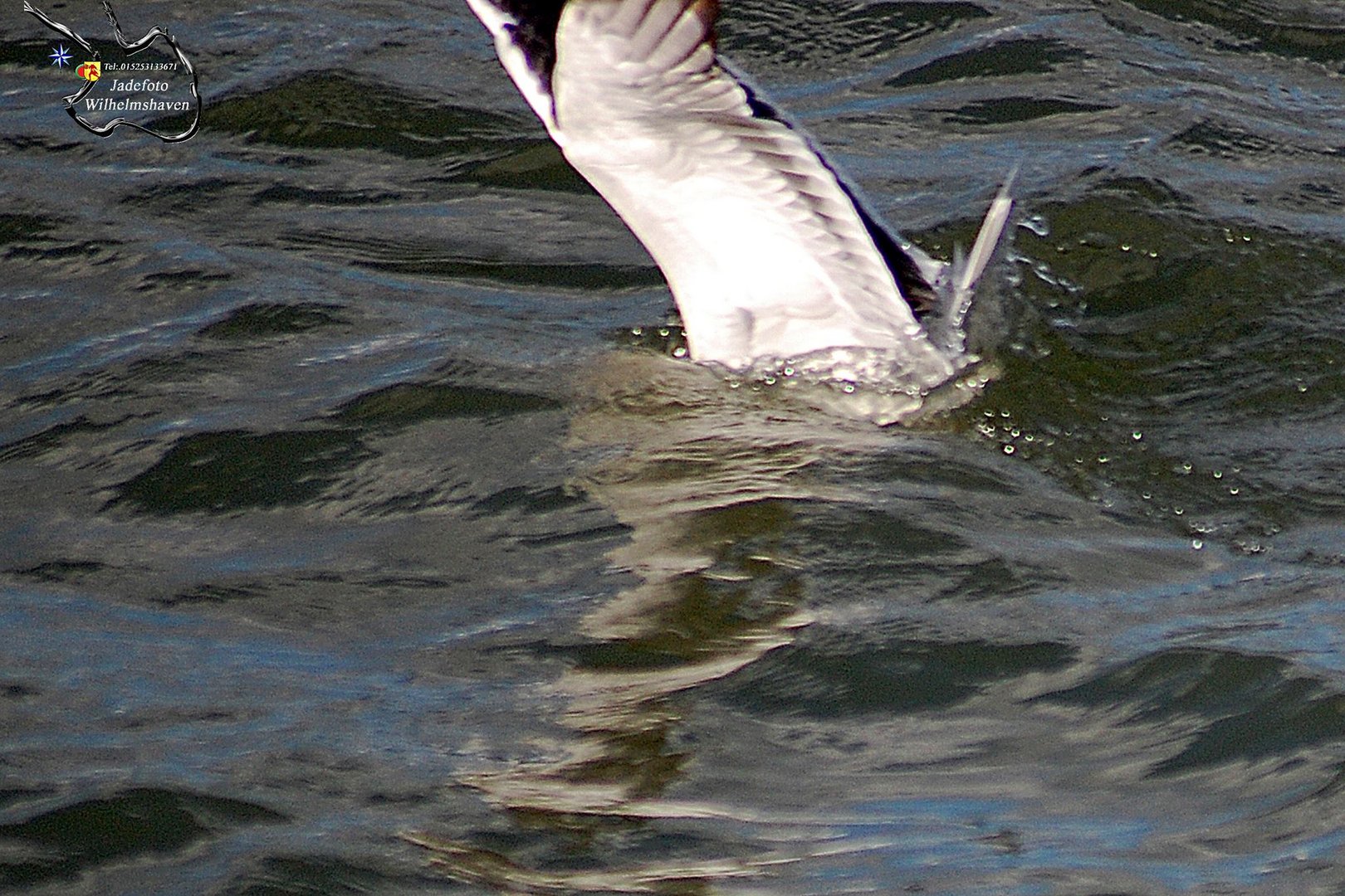 Schnappschuss einer Möwe beim Fischen