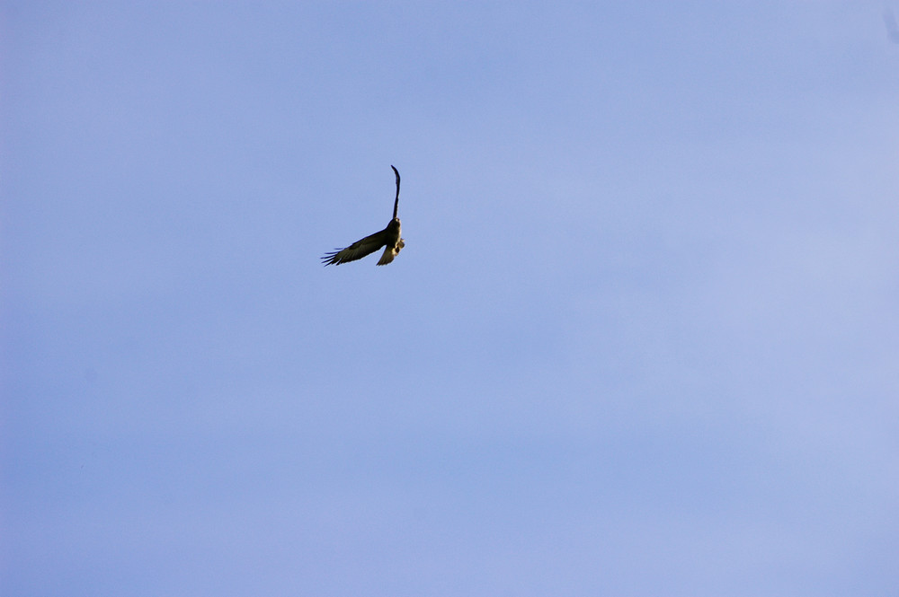 Schnappschuss eines Greifvogels