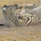 Schnappschuss , Etosha