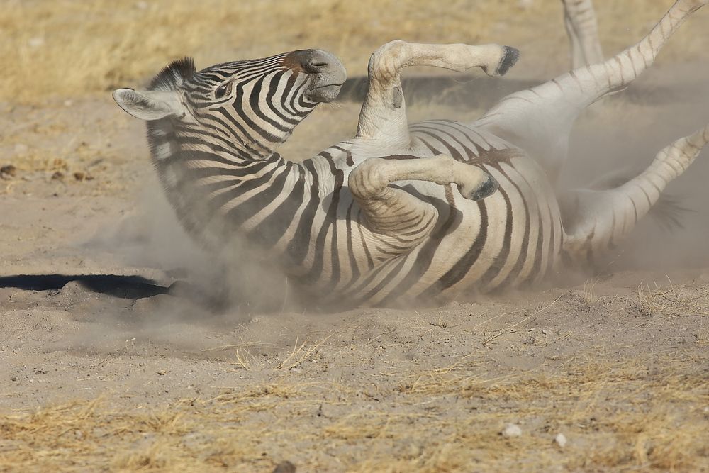 Schnappschuss , Etosha