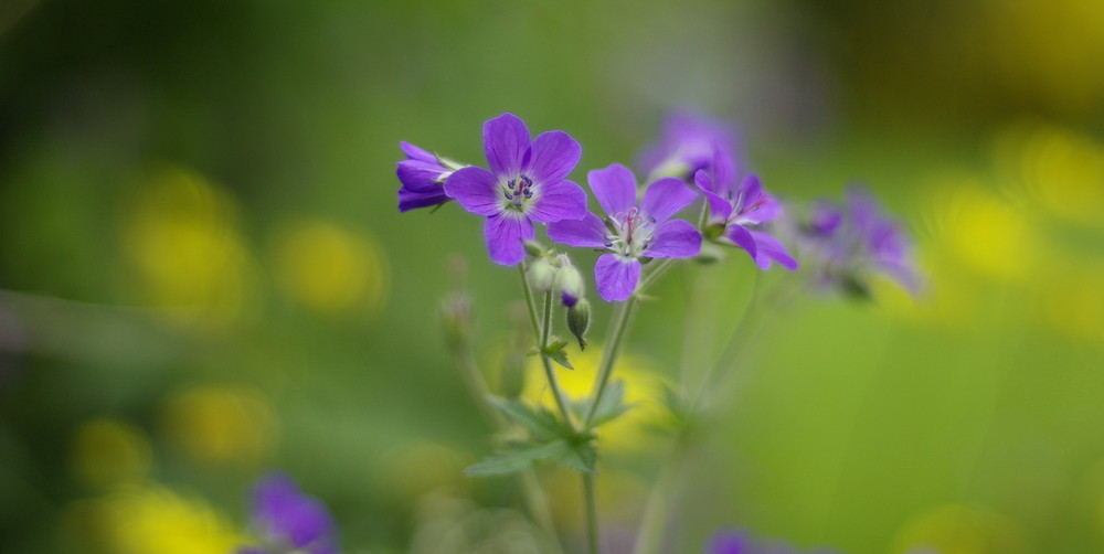 Schnappschuss im Garten