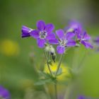 Schnappschuss im Garten