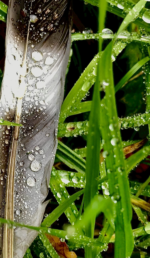 Schnappschuss im Garten