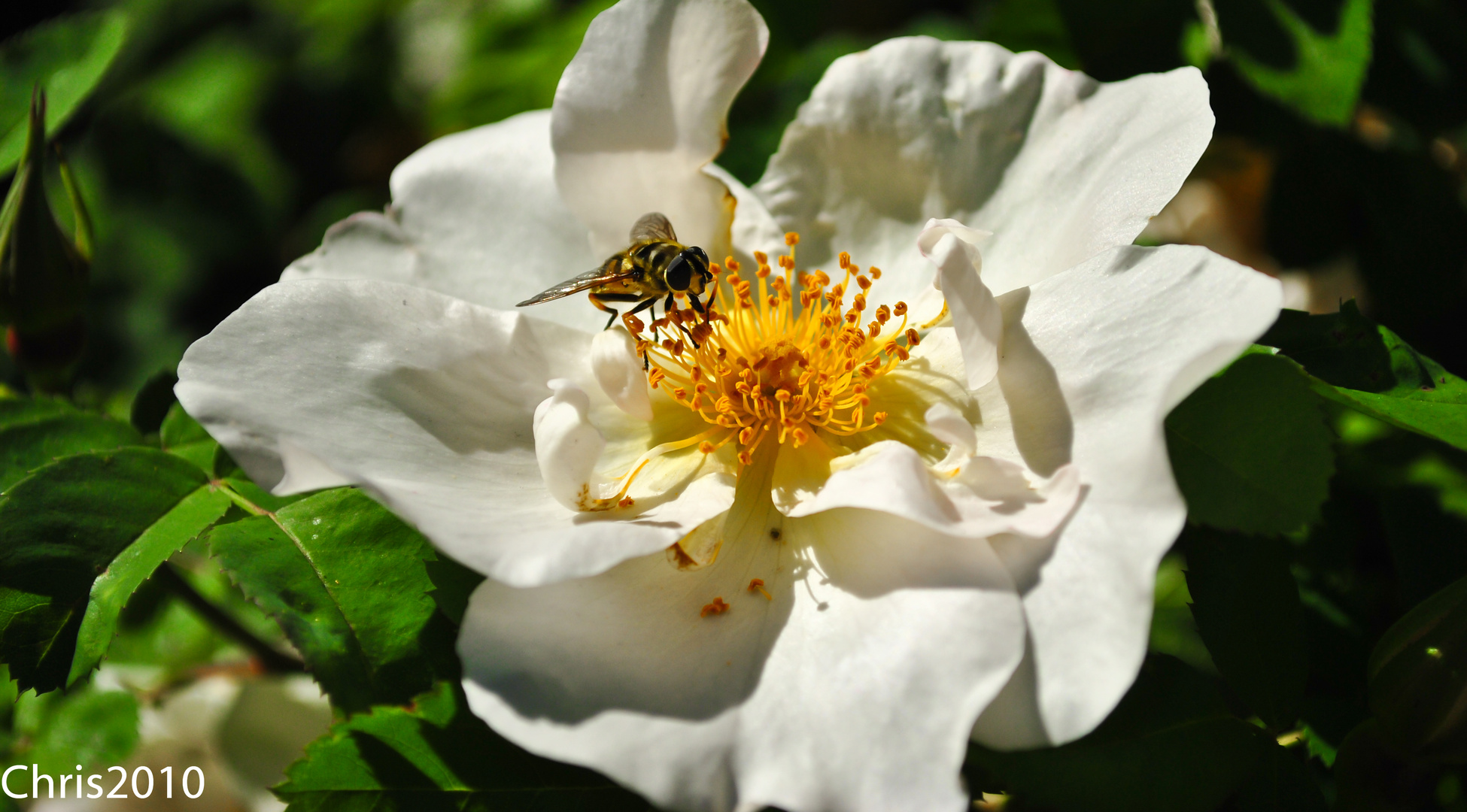 Schnappschuss im Garten