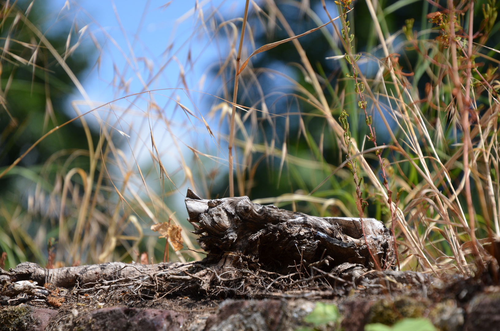 schnappschuss im park