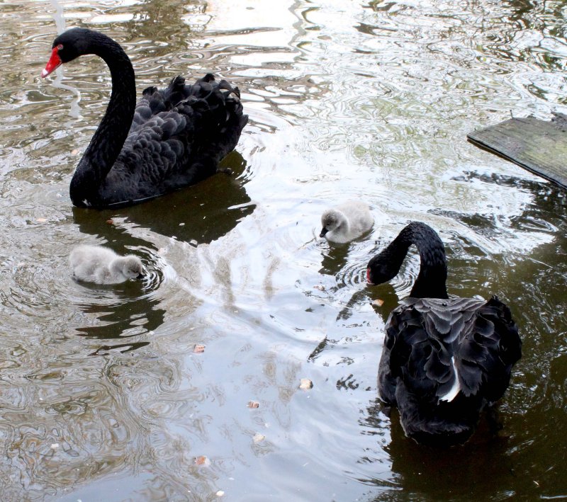 Schnappschuss im Park