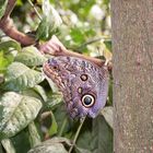 Schnappschuss im Tropenhaus