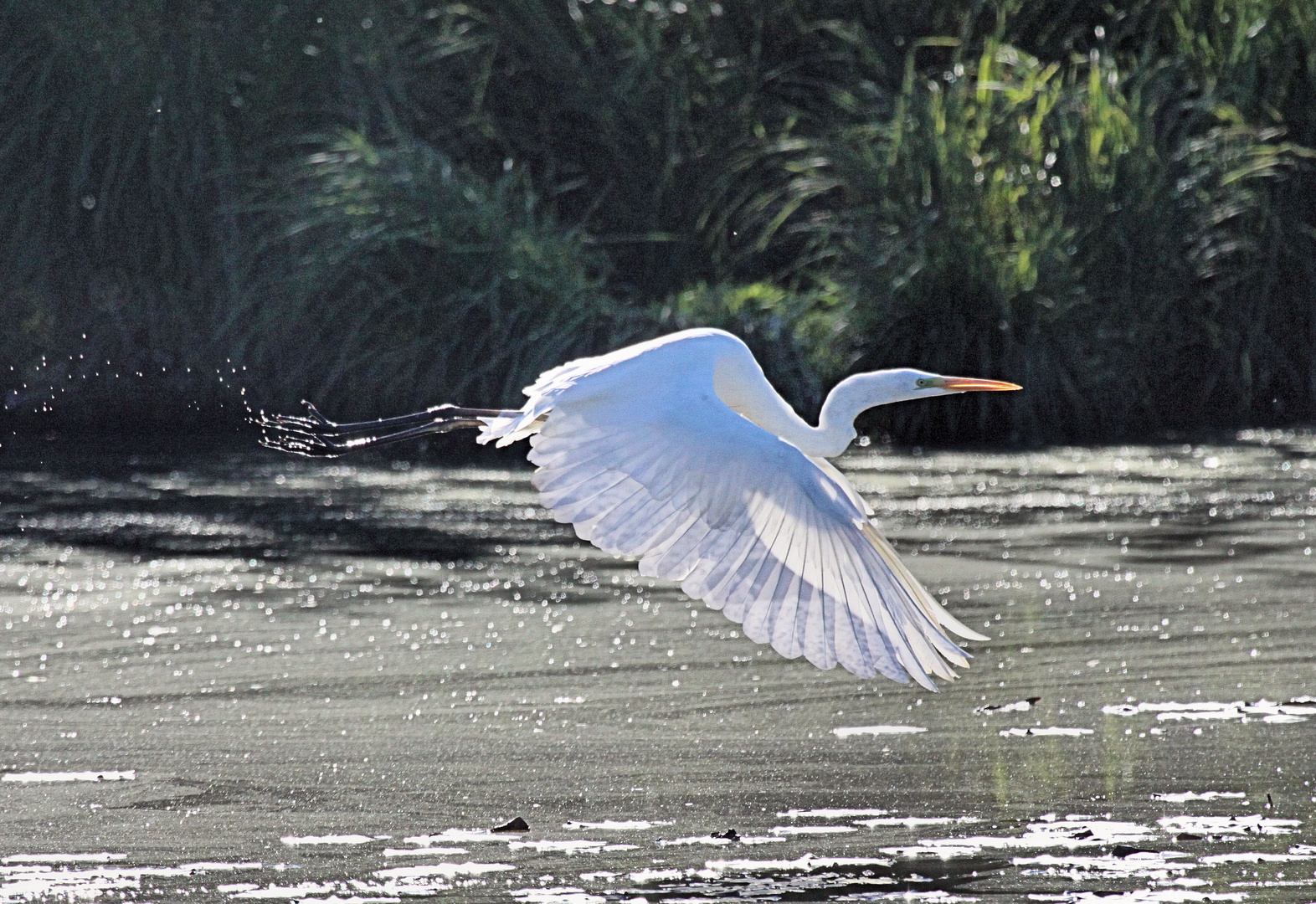 Schnappschuss - im Vorbeiflug