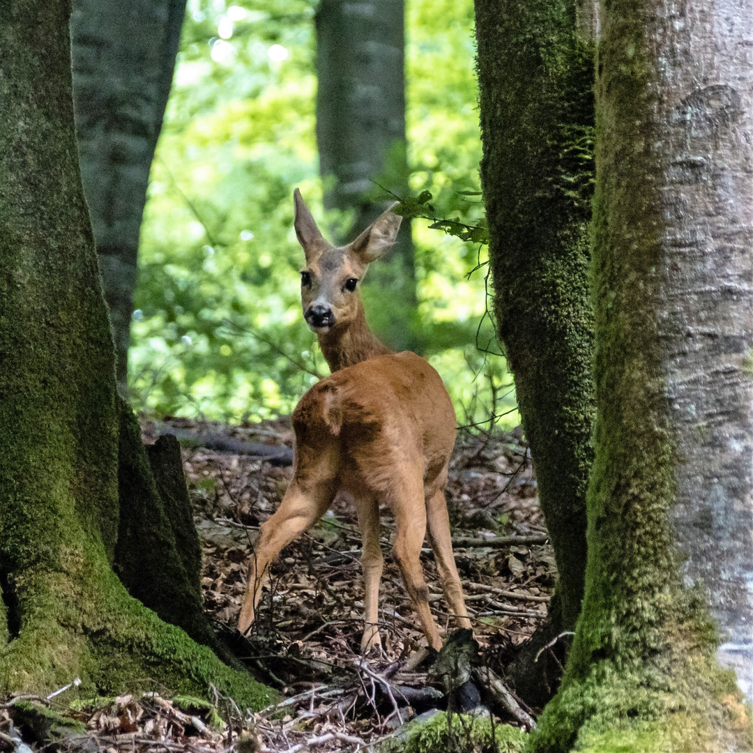 Schnappschuss im Wald