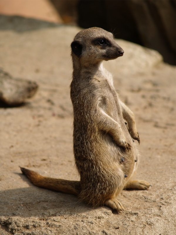 Schnappschuß im Zoo Hannover